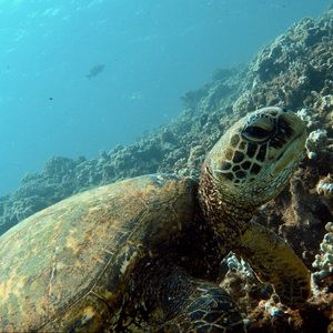 Meet your Posher, Elissa